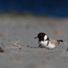 Kulik cernohlavy - Thinornis cucullatus - Hooded Plover o4971